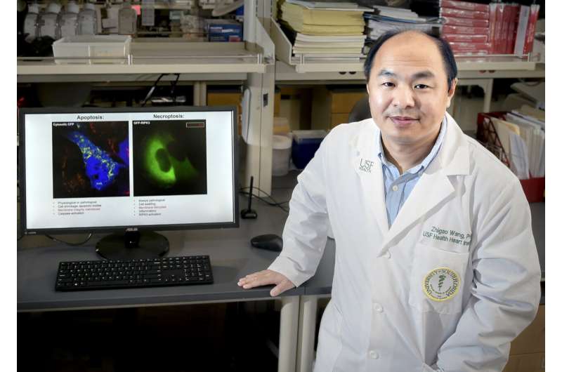 Researchers identify protein complex critical in helping control cell death