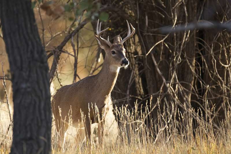 Researchers identify SARS-CoV-2 variant in white-tailed deer, evidence of deer-to-human transmission
