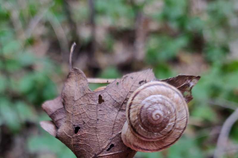 Researchers identify the microbes in 100-year-old snail guts