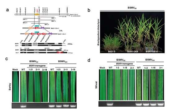 Researchers identify virus resistance gene from wild grass for cereal crop improvement