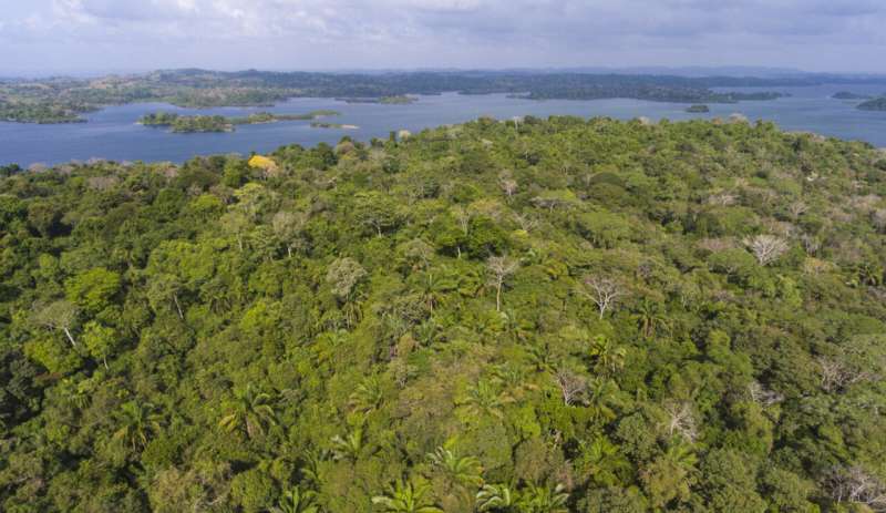 Researchers: If left alone, tropical forests can recover on their own surprisingly fast