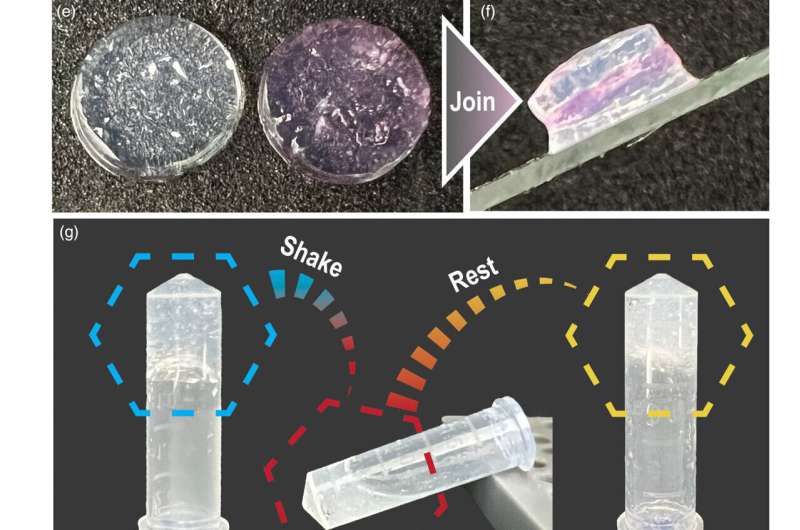 Researchers induced bone regeneration with a special hydrogel that mimics the bone's natural environment