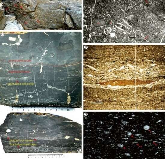 Researchers investigate benthic marine redox conditions from late Permian to earliest Triassic