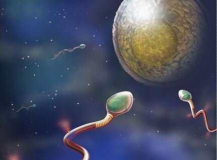 Researchers locate novel targets for development of male contraceptive