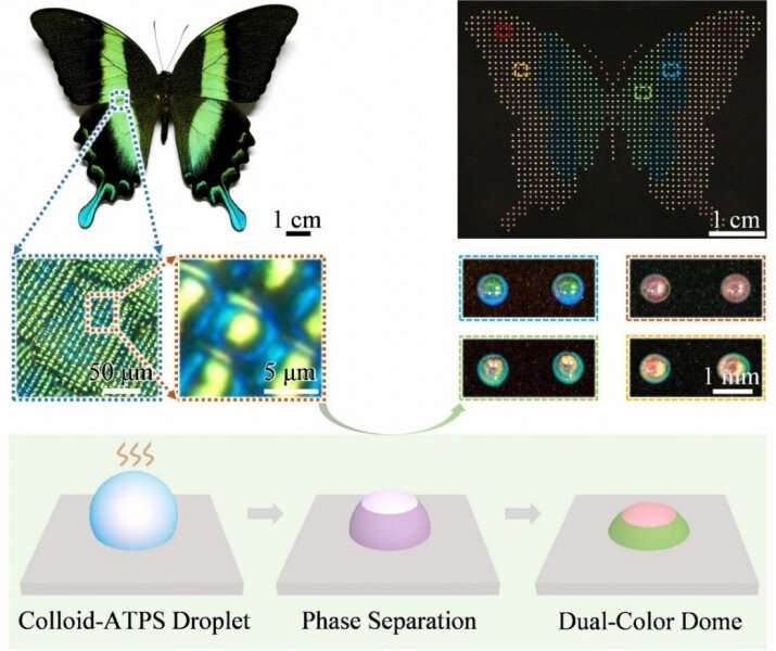 Researchers make history with biomimetic dual-color domes programmable for encryption