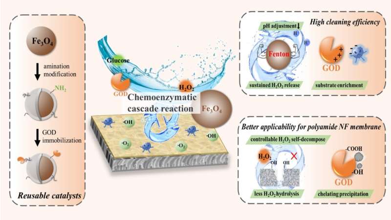 Researchers propose chemoenzymatic cascade reaction for membrane cleaning