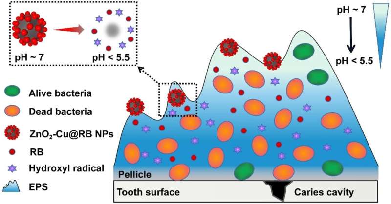 Researchers Propose New Strategy for Prevention and Treatment of Dental Caries----Chinese Academy of Sciences