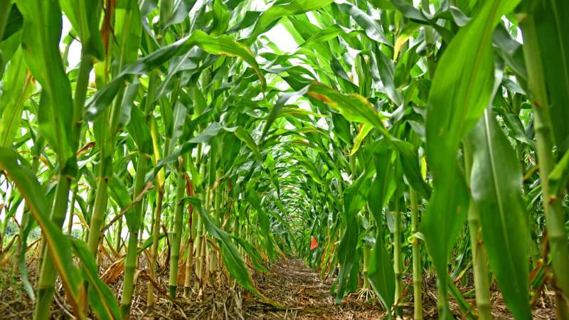 Researchers propose new framework for regulating engineered crops