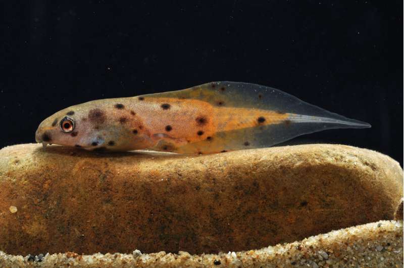 Researchers publish Guide to the Tadpoles of Borneo