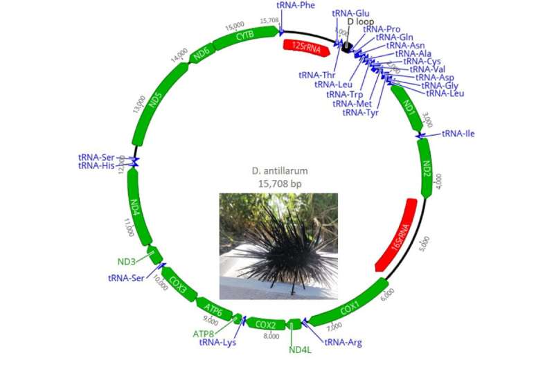 Researchers publish mitochondrial genome of long-spined sea urchin, guardian of Caribbean coral reefs