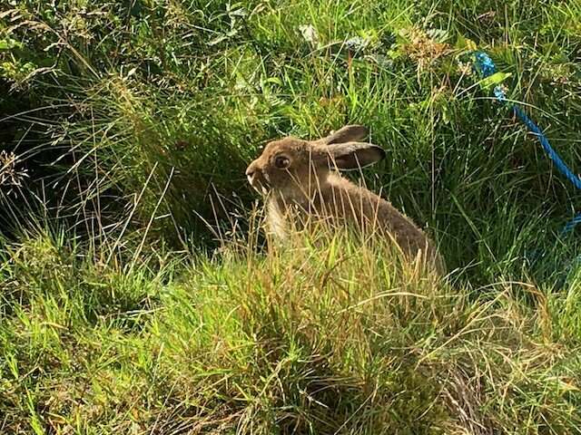 Researchers publish seven draft genomes for Nordic hare species