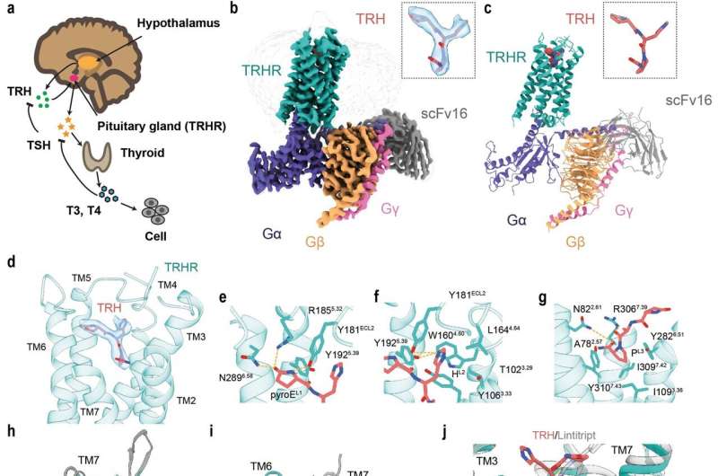 Researchers reveal activation mechanism of thyrotropin-releasing hormone receptor