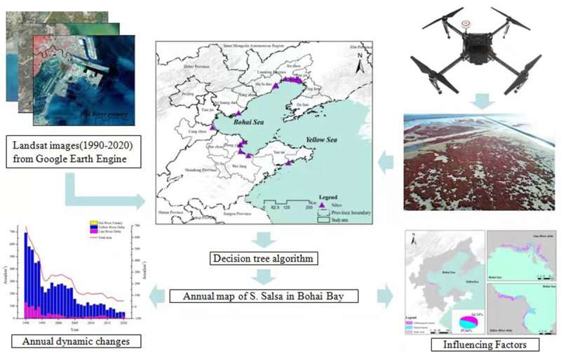 Researchers reveal evolutions of distribution and driving factors of coastal wetland in Bohai Bay