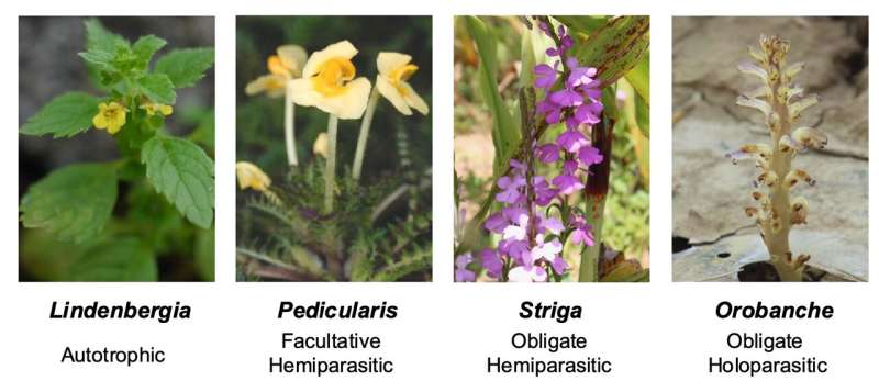 Researchers reveal how parasitic plants evolved