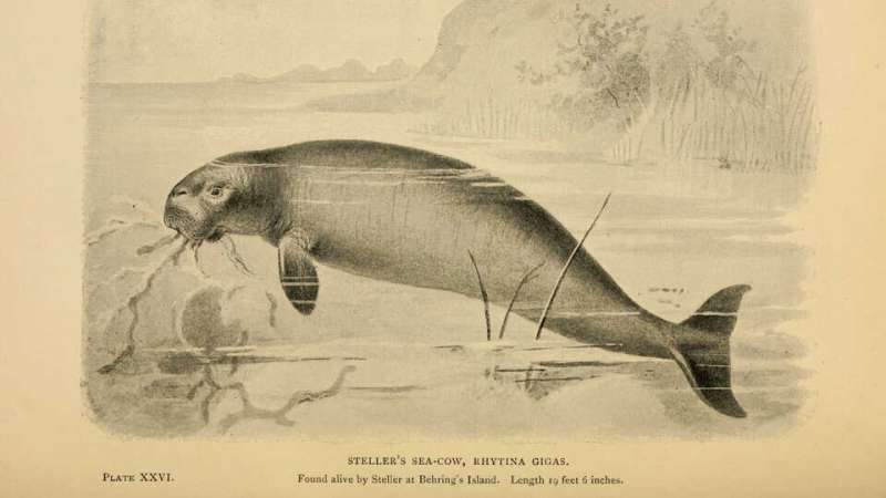 Researchers reveal how extinct Steller's sea cow shaped kelp forests