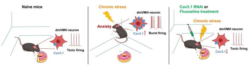 Researchers reveal neuronal mechanism controlling anxiety-like behavior and energy expenditure