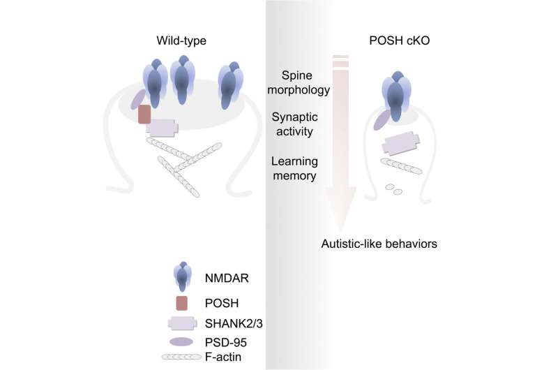 Researchers reveal novel molecular mechanisms underlying onset of autism