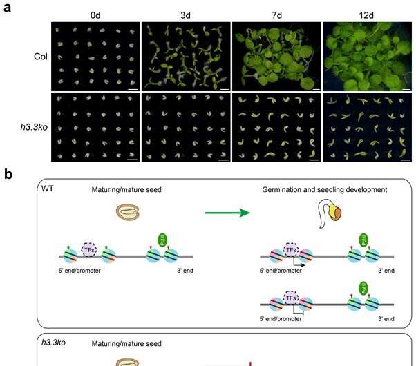 Researchers reveal novel epigenetic mechanism in establishment of seed vigour