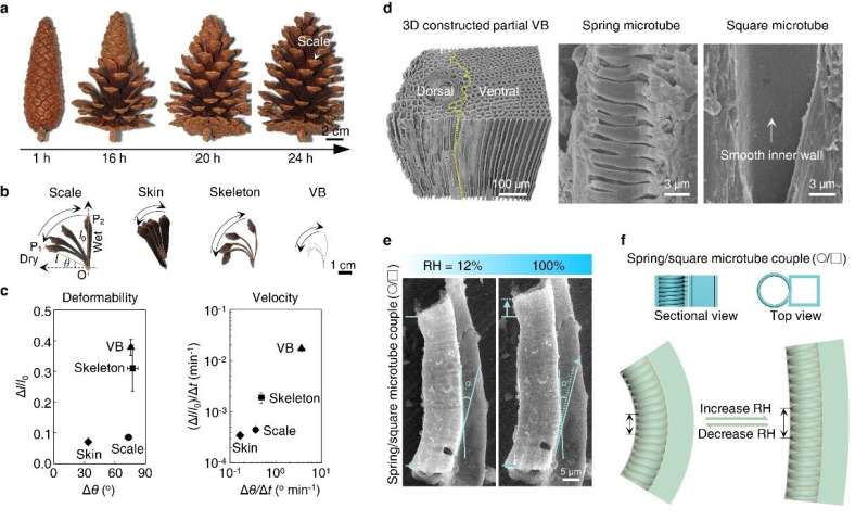 Researchers Reveal Secret of Ultra-slow Motion of Pine Cones