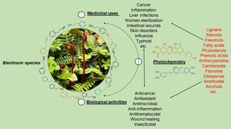 Researchers review traditional uses, phytochemistry and pharmacological properties of genus blechnum