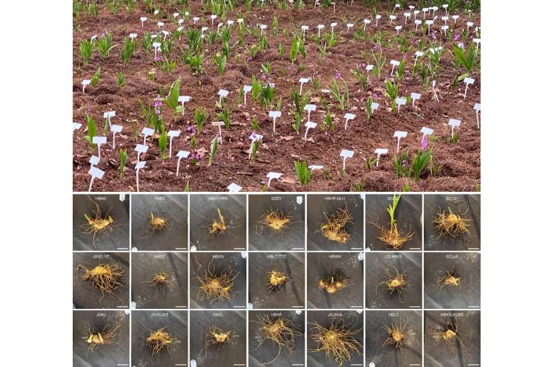 Researchers screen out herb Bletilla populations with excellent germplasm and important phenotypic traits