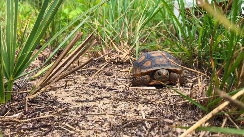 Researchers shed new light on gopher tortoises