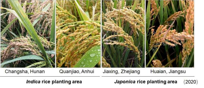 Researchers solve pre-harvest sprouting in rice and wheat