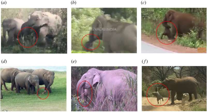 Researchers study YouTube videos to learn more about how wild elephants react to death