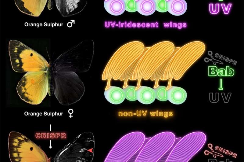 Researchers switch off gene to switch on ultraviolet in butterfly wings
