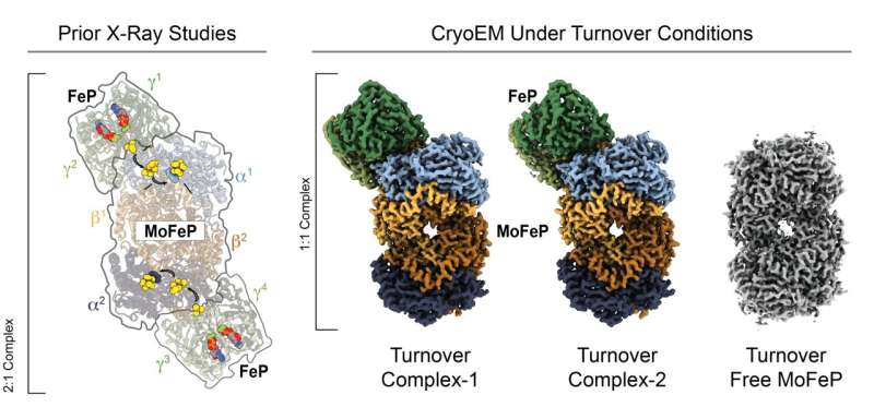 Researchers take first-ever cryo-EM images of nitrogenase in action