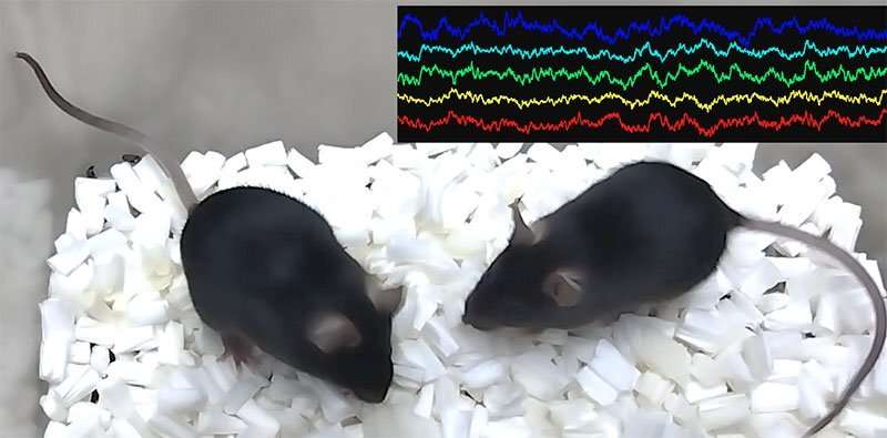 Researchers uncover brain waves related to social behavior