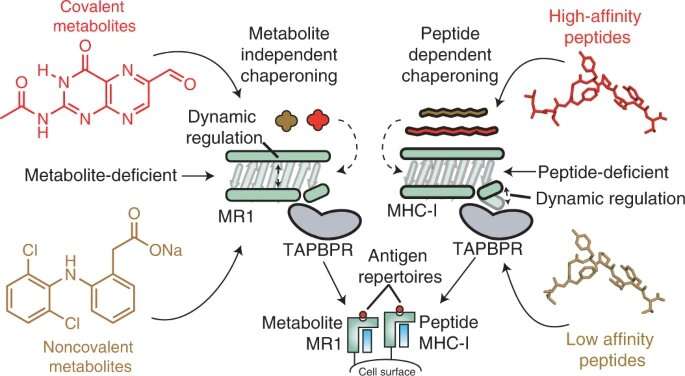 Researchers uncover molecular basis of antigen processing for cancer target MR1