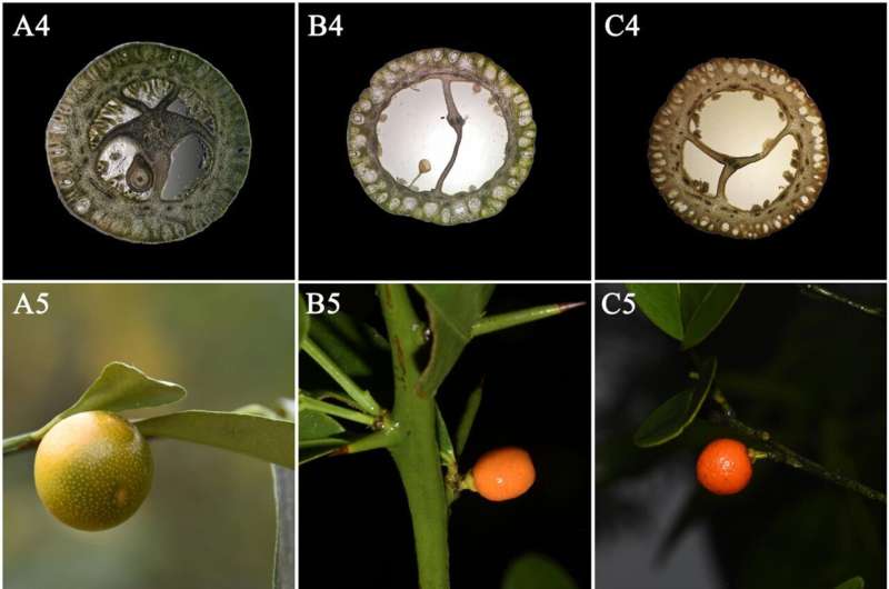 Researchers untangle the taxonomic status of Fortunella