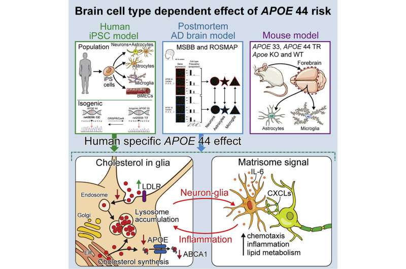 Researchers untangle the APOE4 gene, the most significant genetic risk factor for Alzheimer's disease
