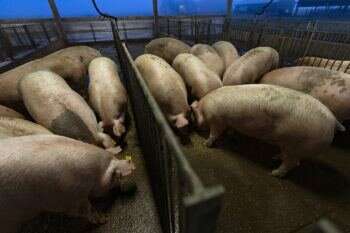Researchers use arginine, creatine supplementation to boost pig birth weight