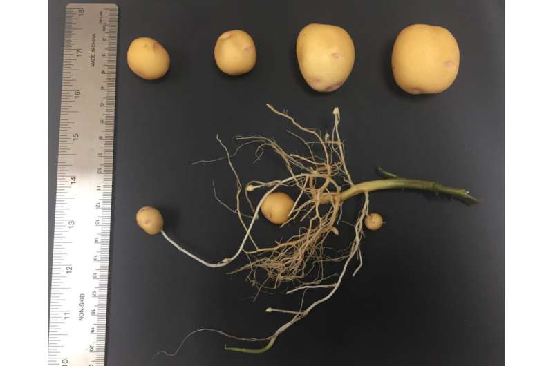 Researchers use CRISPR technology to modify starches in potatoes