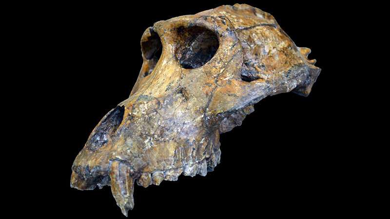 Researchers use monkey teeth to hone dates of human fossils