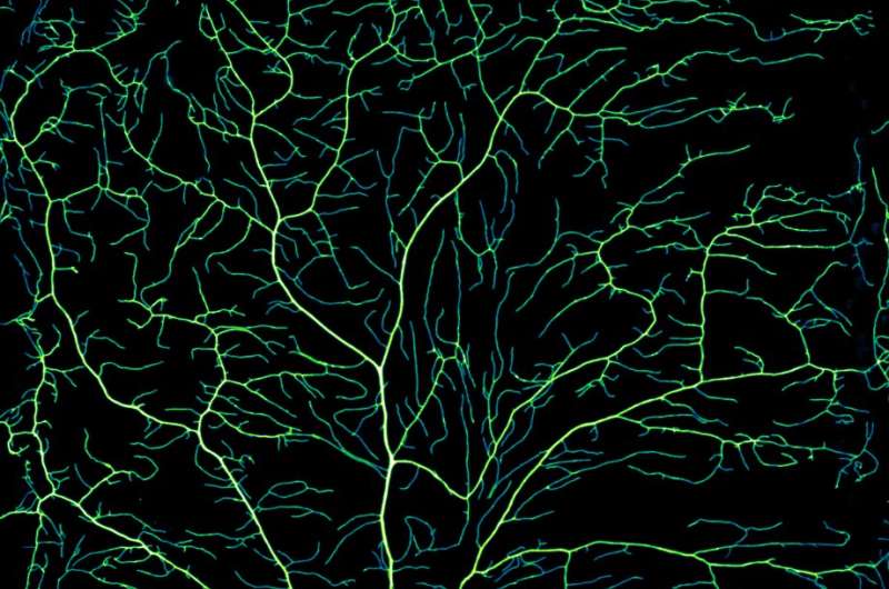 Researchers visualize the intricate branching of the nervous system