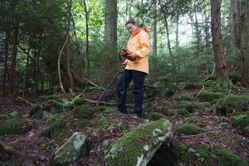 Researchers work to restore iconic West Virginia red spruce forests  