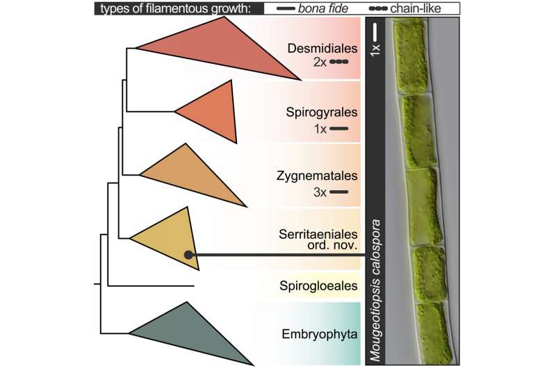Resolving the evolutionary history of the closest algal relatives of land plants