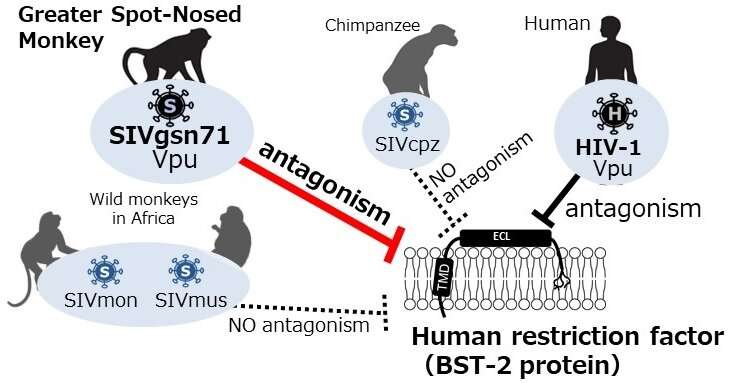 Resourceful viral protein combats monkey and human defenses differently