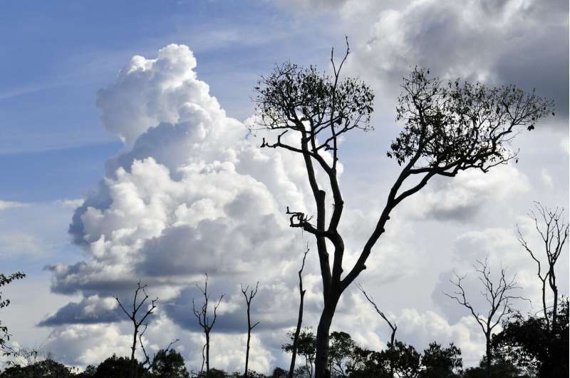 Восстановление биоразнообразия на вырубленных ранчо «по дереву за раз»;