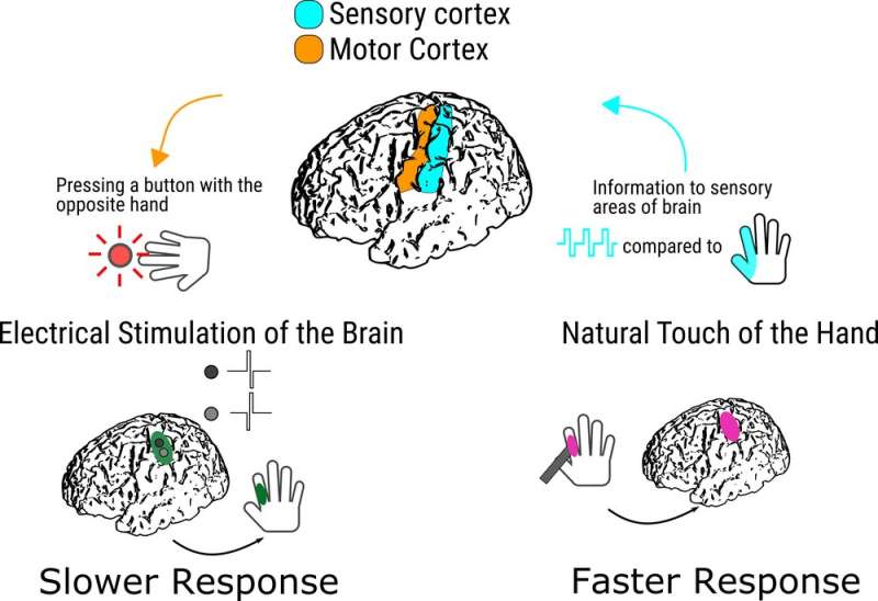 Restoring touch through electrodes implanted in the human brain will require engineering around a sensory lag