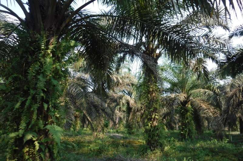 Restoring tropical peatlands supports bird diversity and does not affect livelihoods of oil palm farmers, study suggests