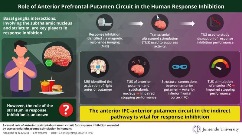 Revealed: anterior prefrontal-putamen circuit essential to response inhibition in humans
