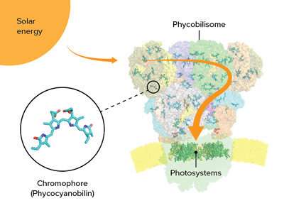 Revealing the structure of the light-harvesting phycobilisome of cyanobacterium