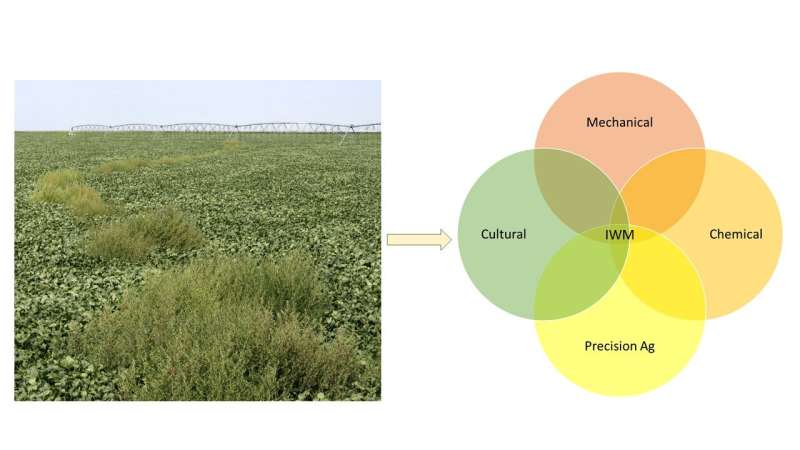 The review examines the impact of herbicide-resistant crops on weed management
