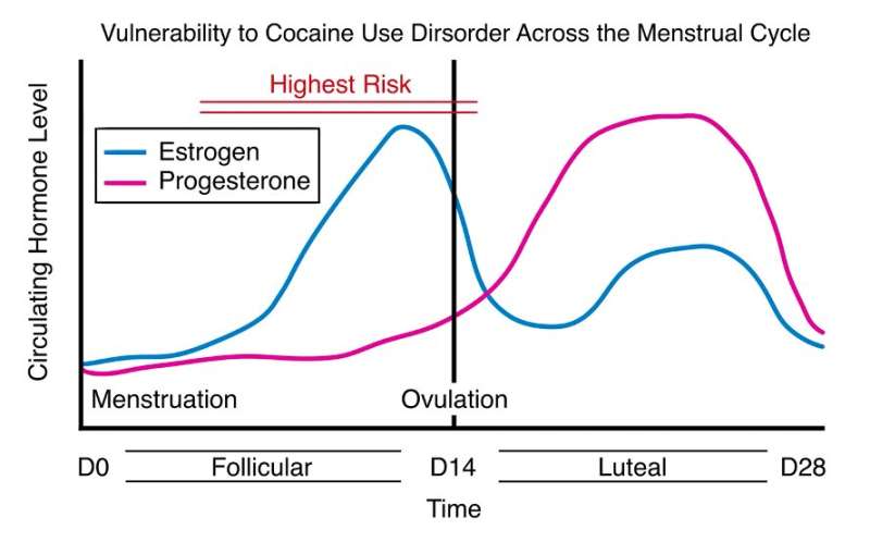 回顾过去探索类固醇对可卡因使用行为影响的研究