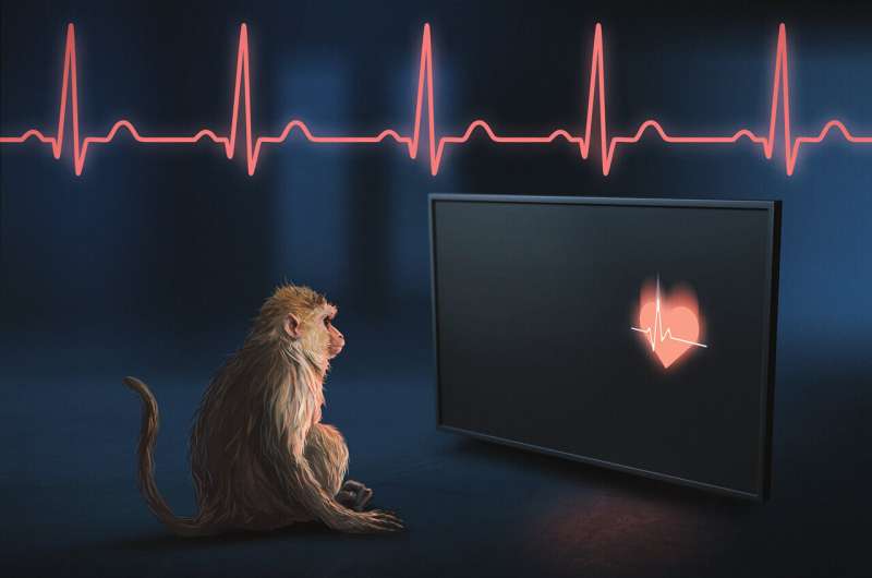 Rhesus monkeys can see their own hearts