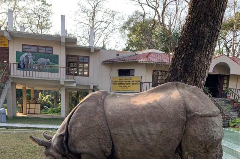 Rhino conservation in Nepal creates a burden for communities, infrastructure and other species, study warns